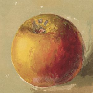 Study of an Apple - John Ruskin