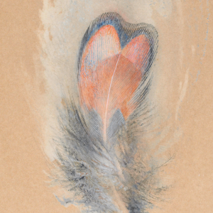 John Ruskin, Study of a Magnified Pheasant’s Feather