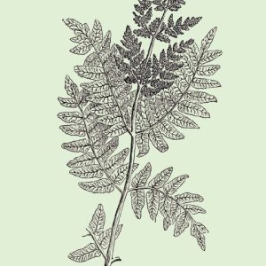 The Royal Fern