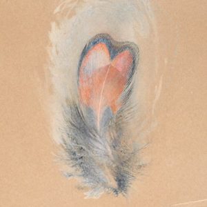 John Ruskin, Study of a Magnified Pheasant's Feather